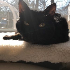 Meet your Posher, Donna